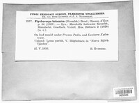 Image of Ptychoverpa bohemica